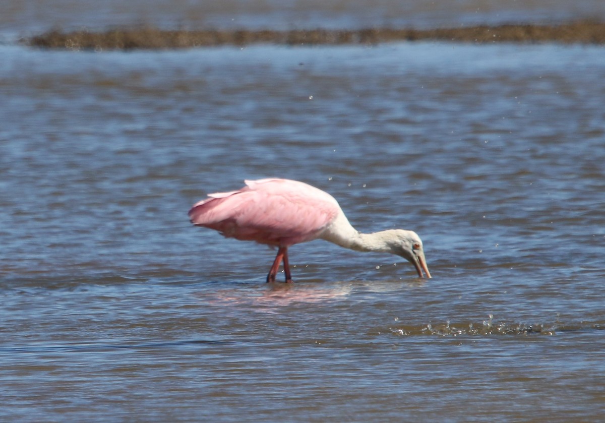 Espátula Rosada - ML643857482