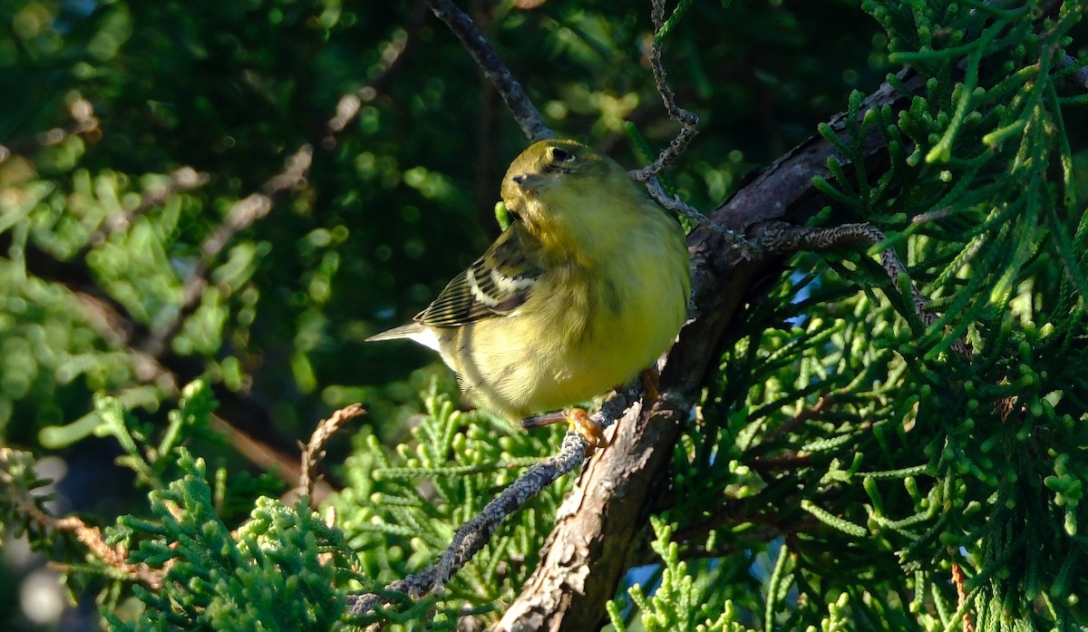 Пісняр-лісовик білощокий - ML643857500