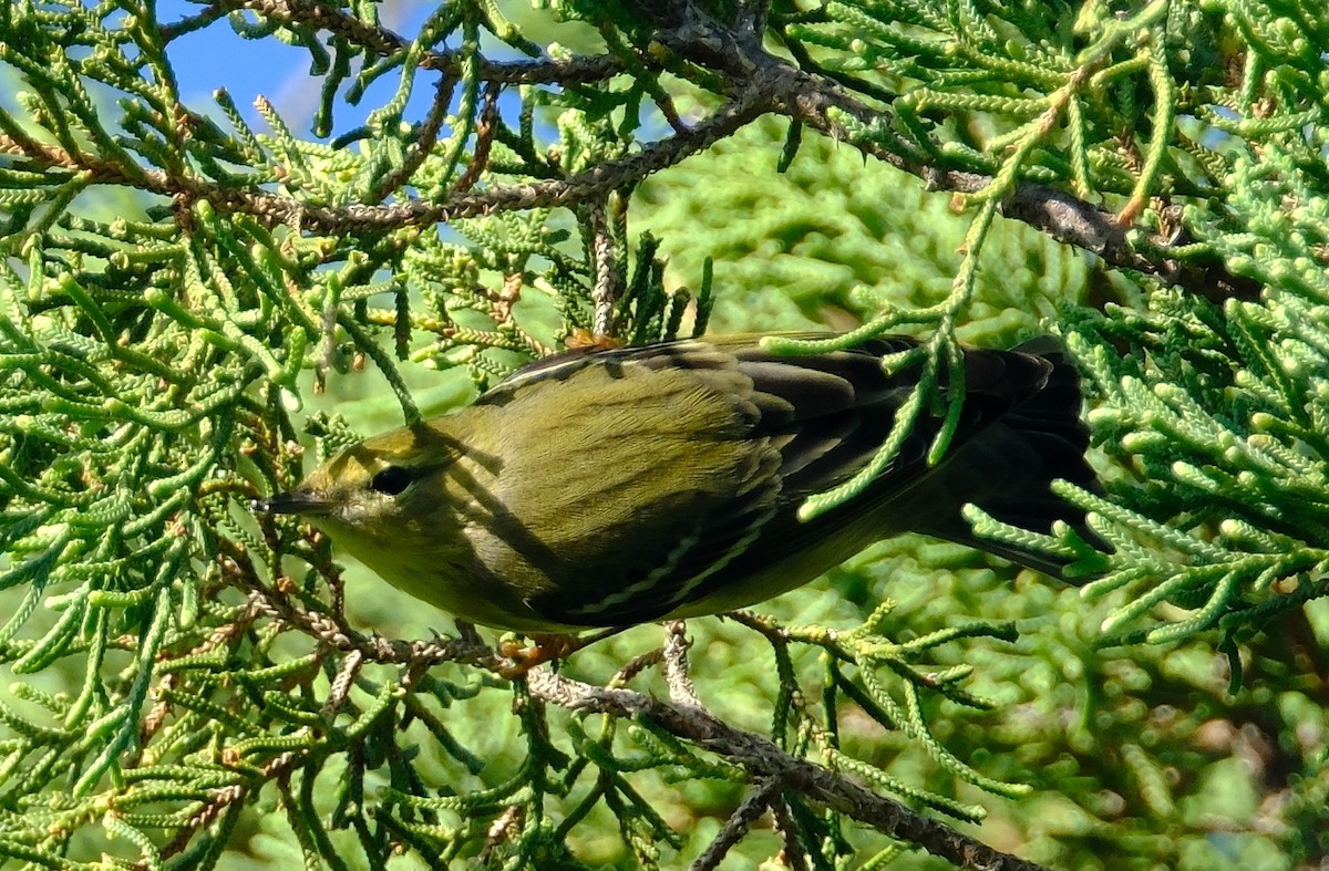Пісняр-лісовик білощокий - ML643857507