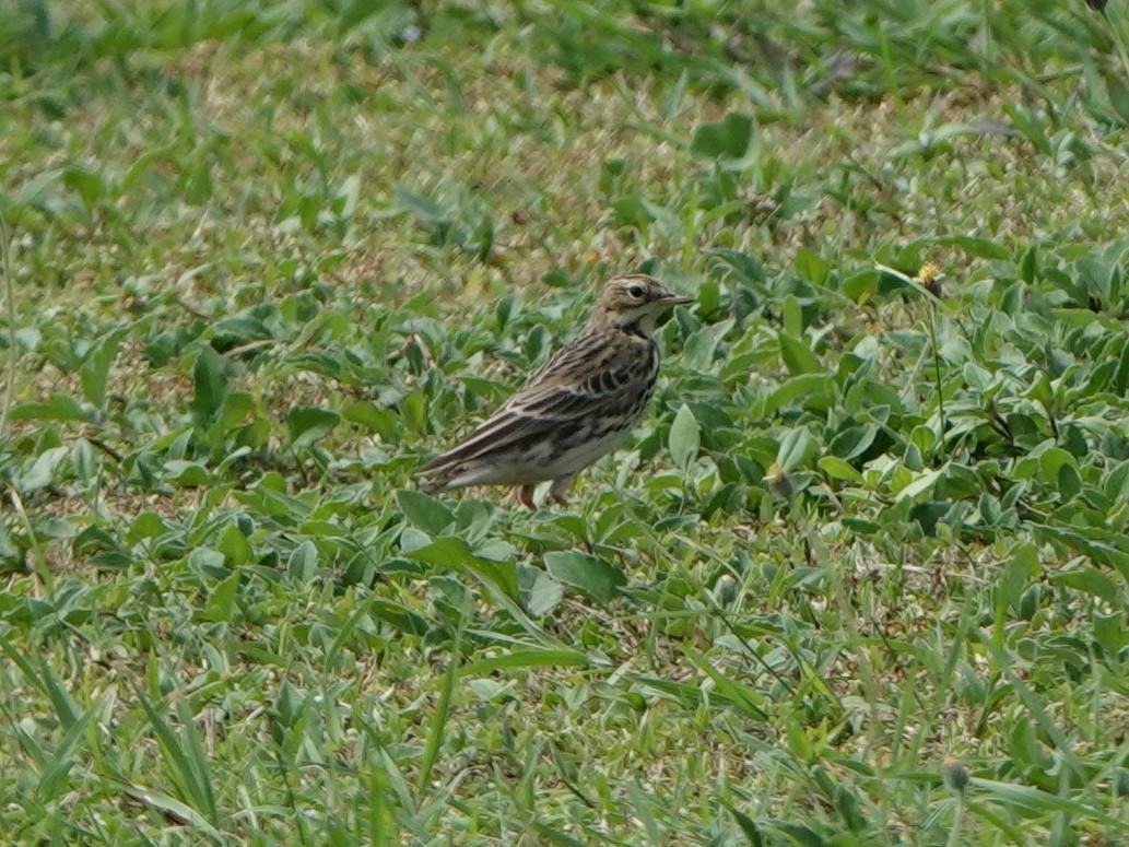 Red-throated Pipit - ML643857511
