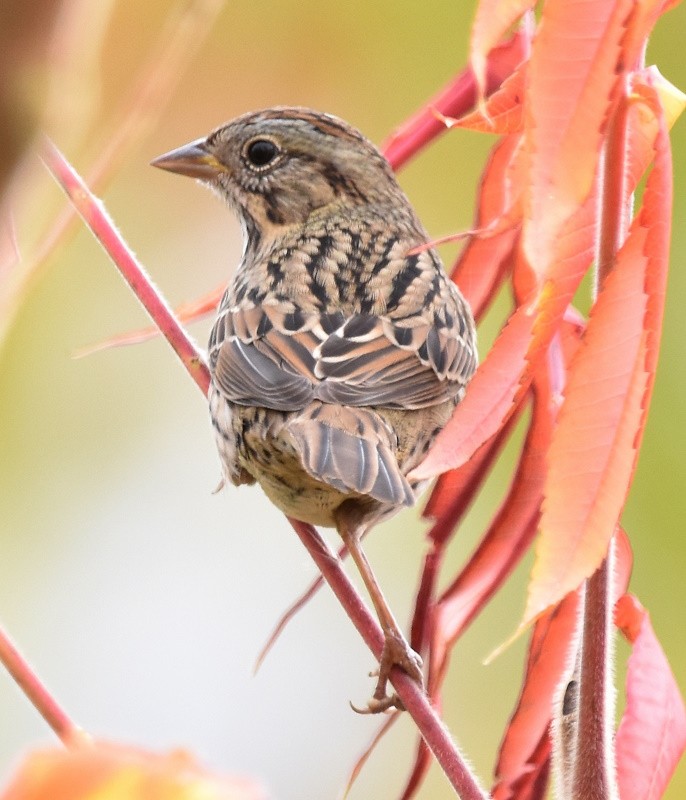 Lincoln's Sparrow - ML643857524