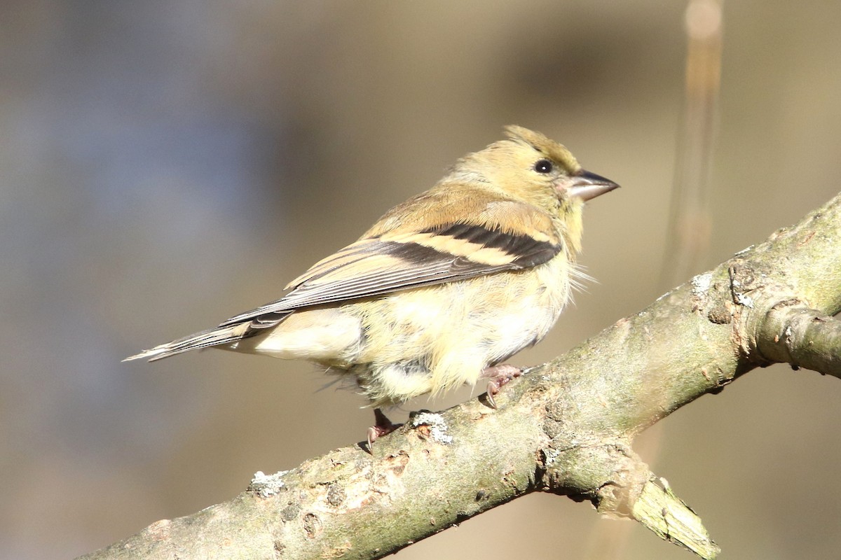 Chardonneret jaune - ML643857526