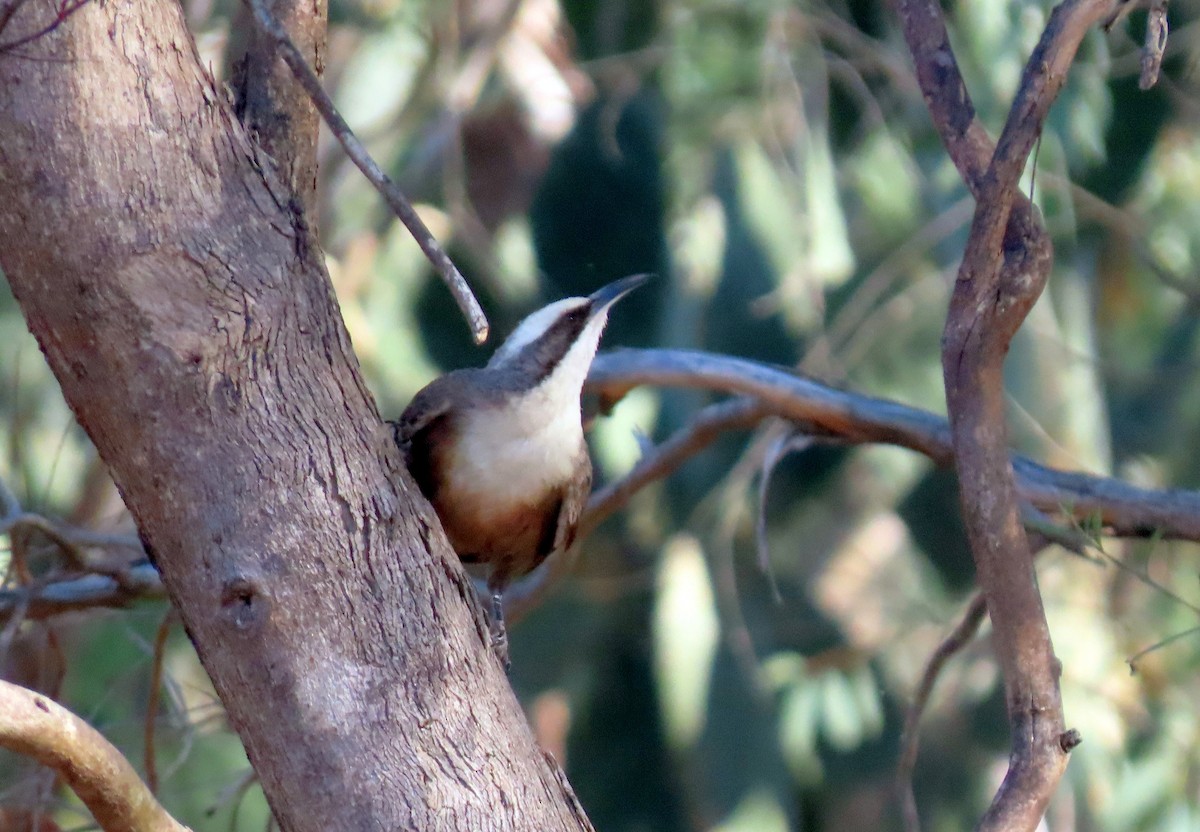 Gray-crowned Babbler - ML643857548