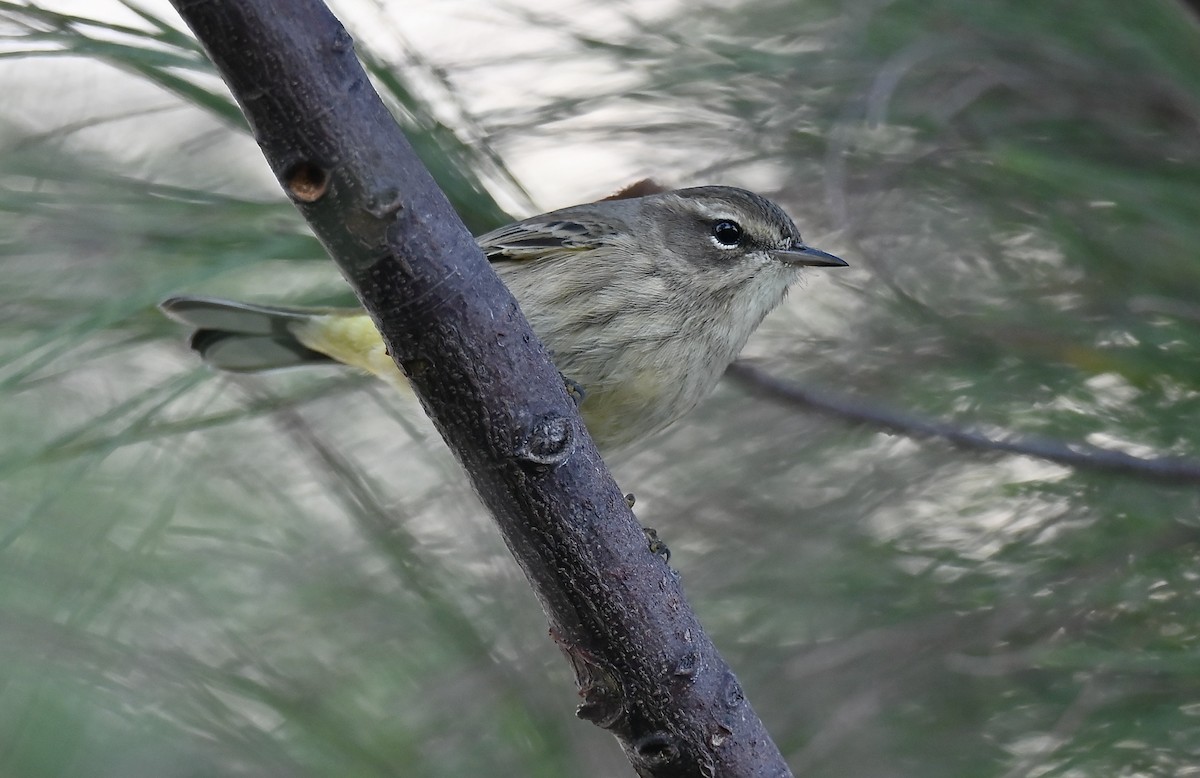 Palm Warbler - ML643857552