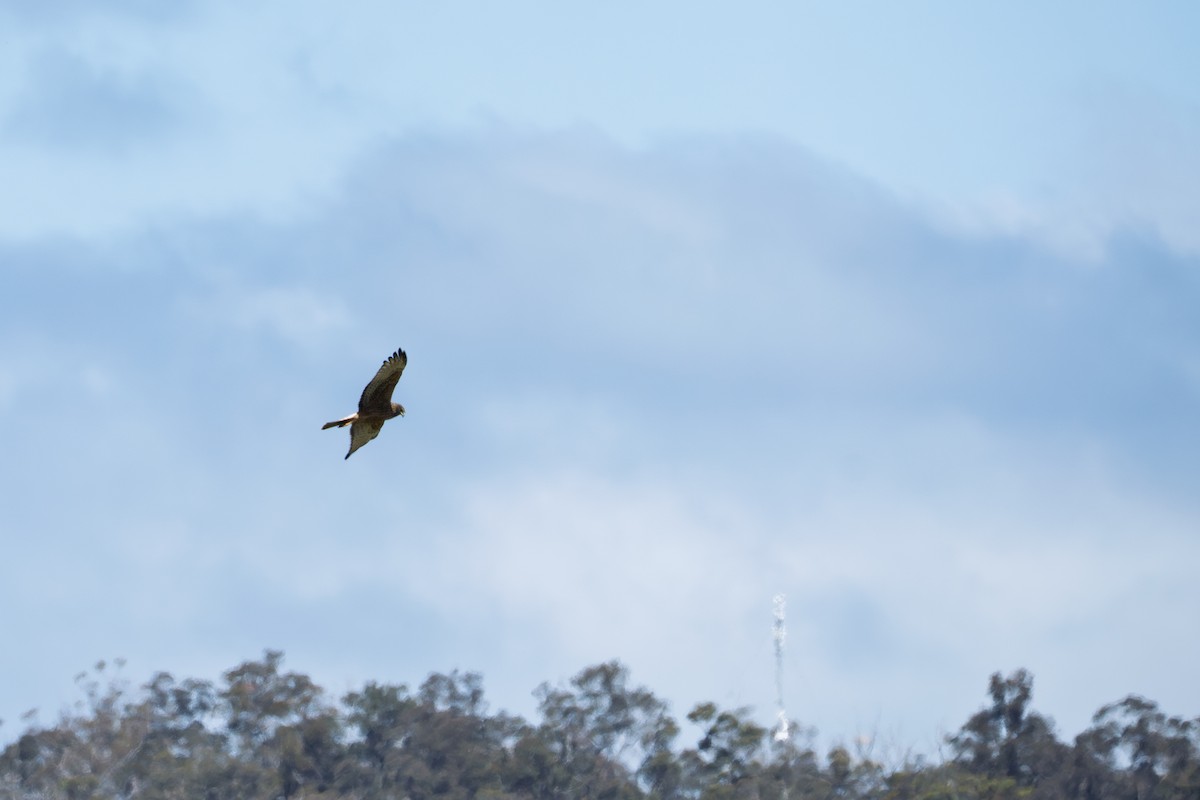 Swamp Harrier - ML643857569