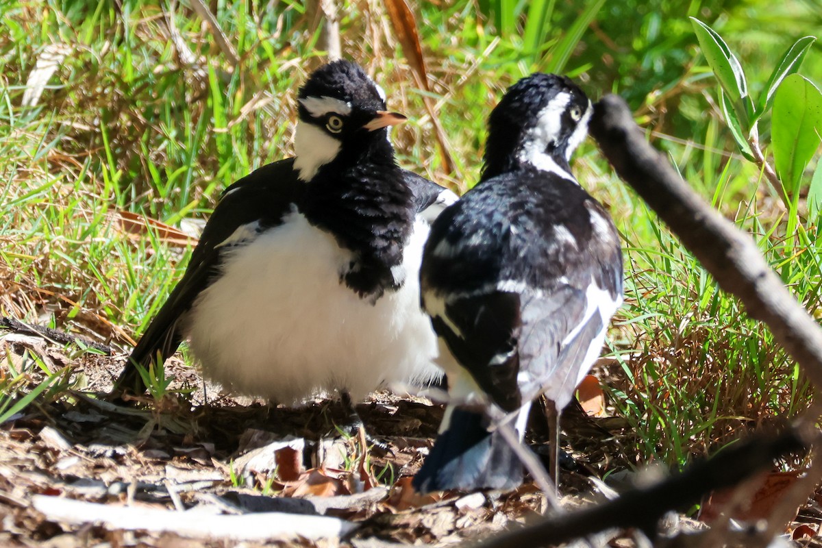 Magpie-lark - ML643857575