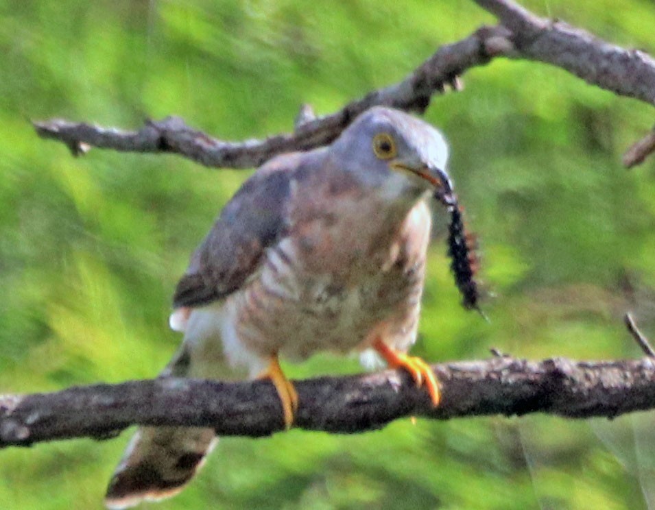 Common Hawk-Cuckoo - ML643857576