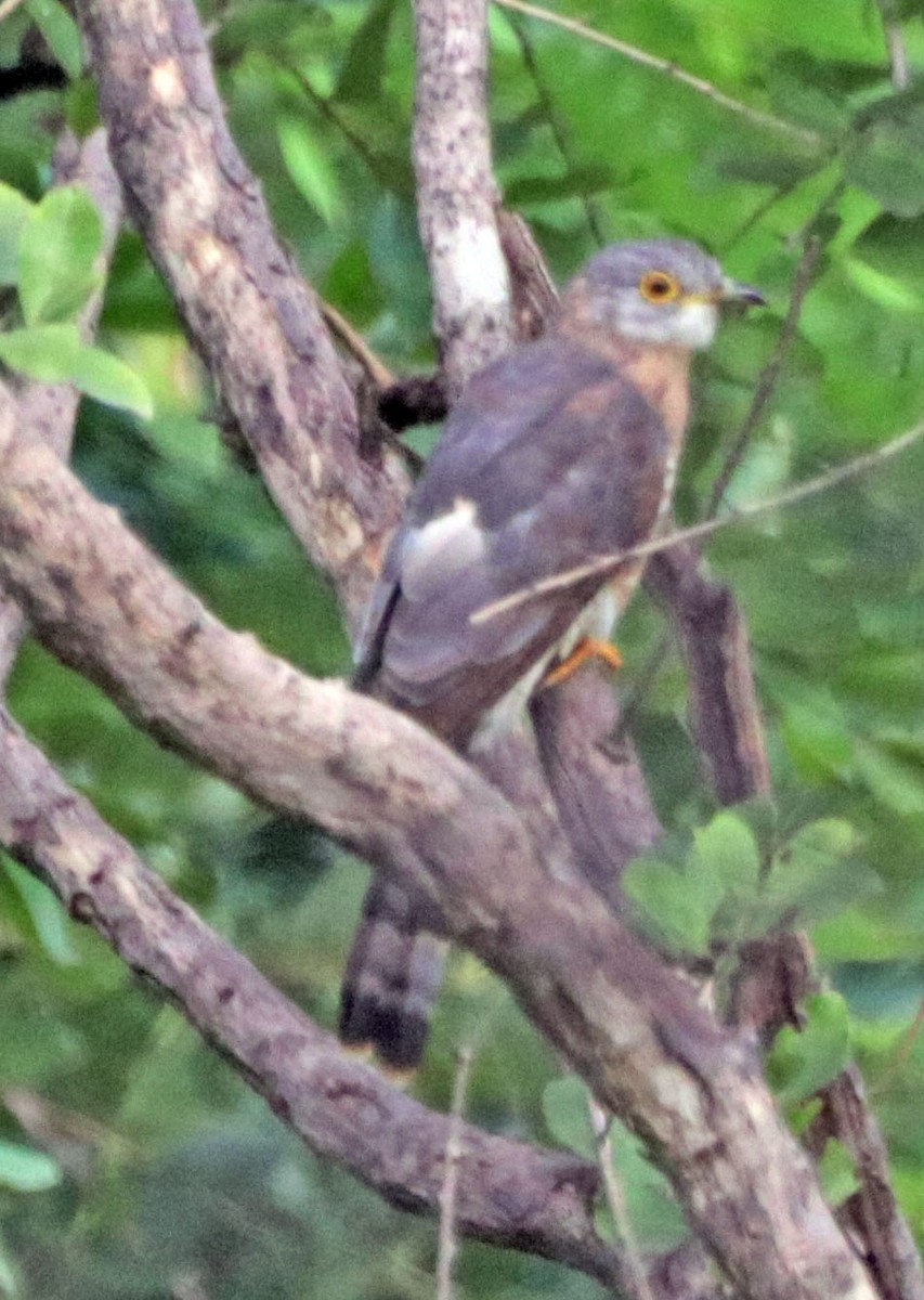Common Hawk-Cuckoo - ML643857577