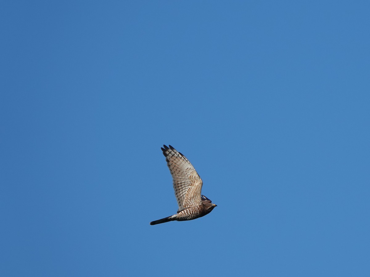 Gray-faced Buzzard - ML643857578