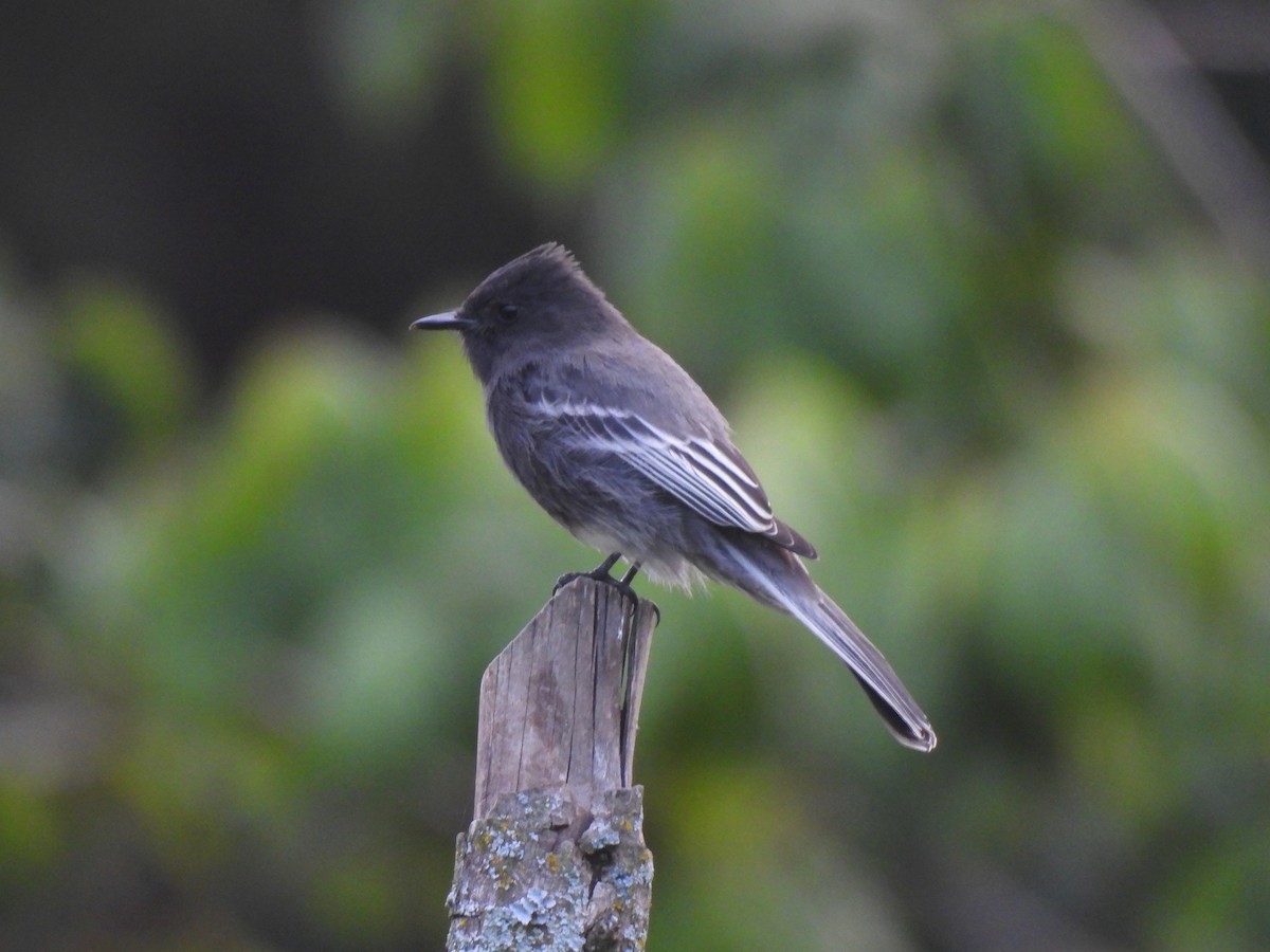 Black Phoebe (White-winged) - ML643857586
