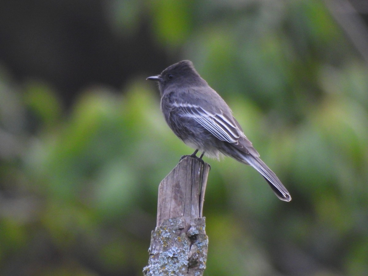 Black Phoebe (White-winged) - ML643857587