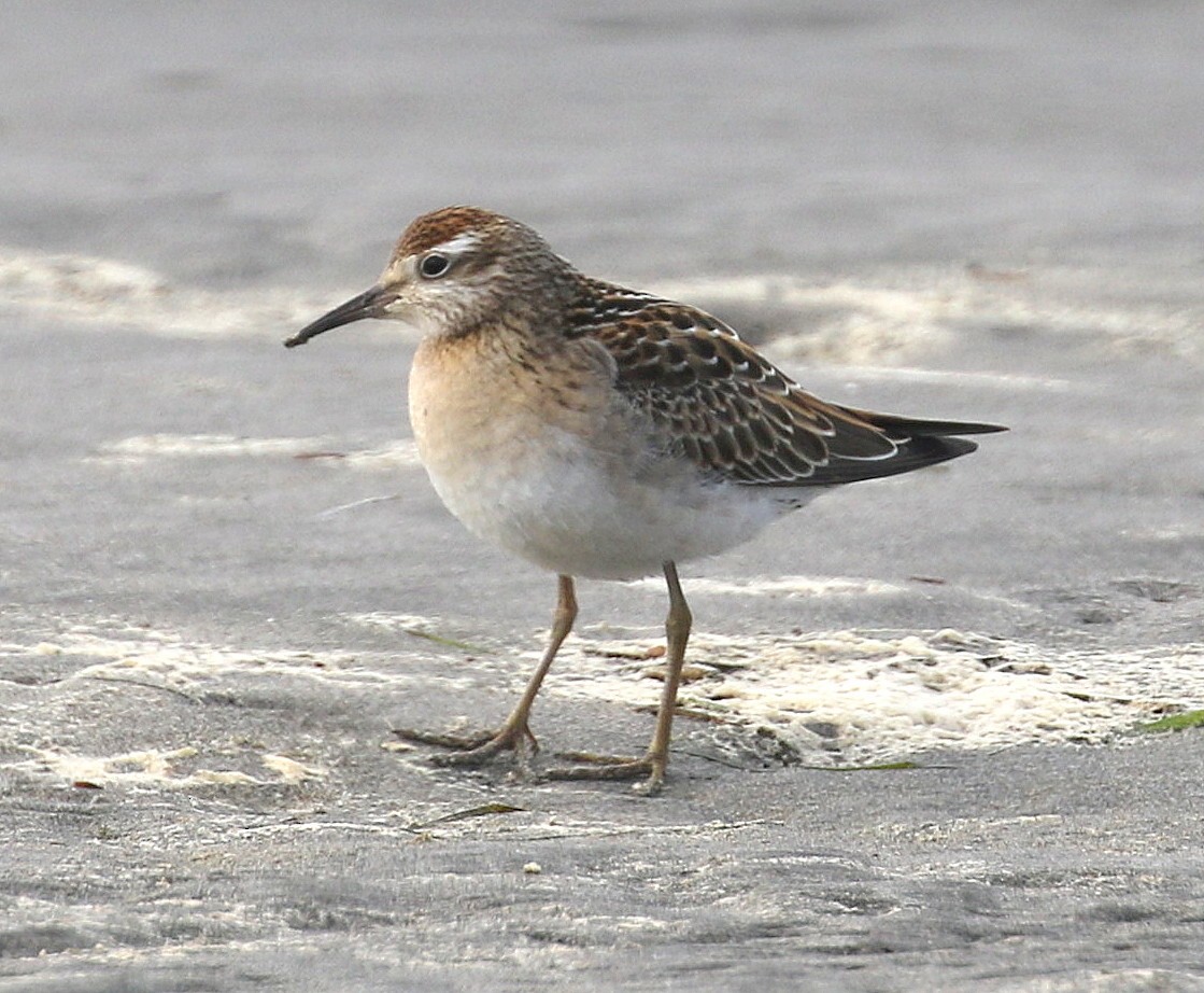 Sharp-tailed Sandpiper - ML643857593