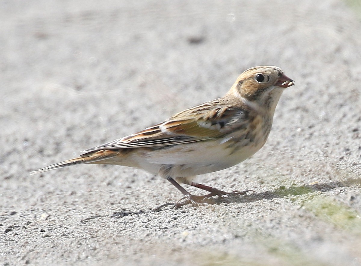 Lapland Longspur - ML643857604