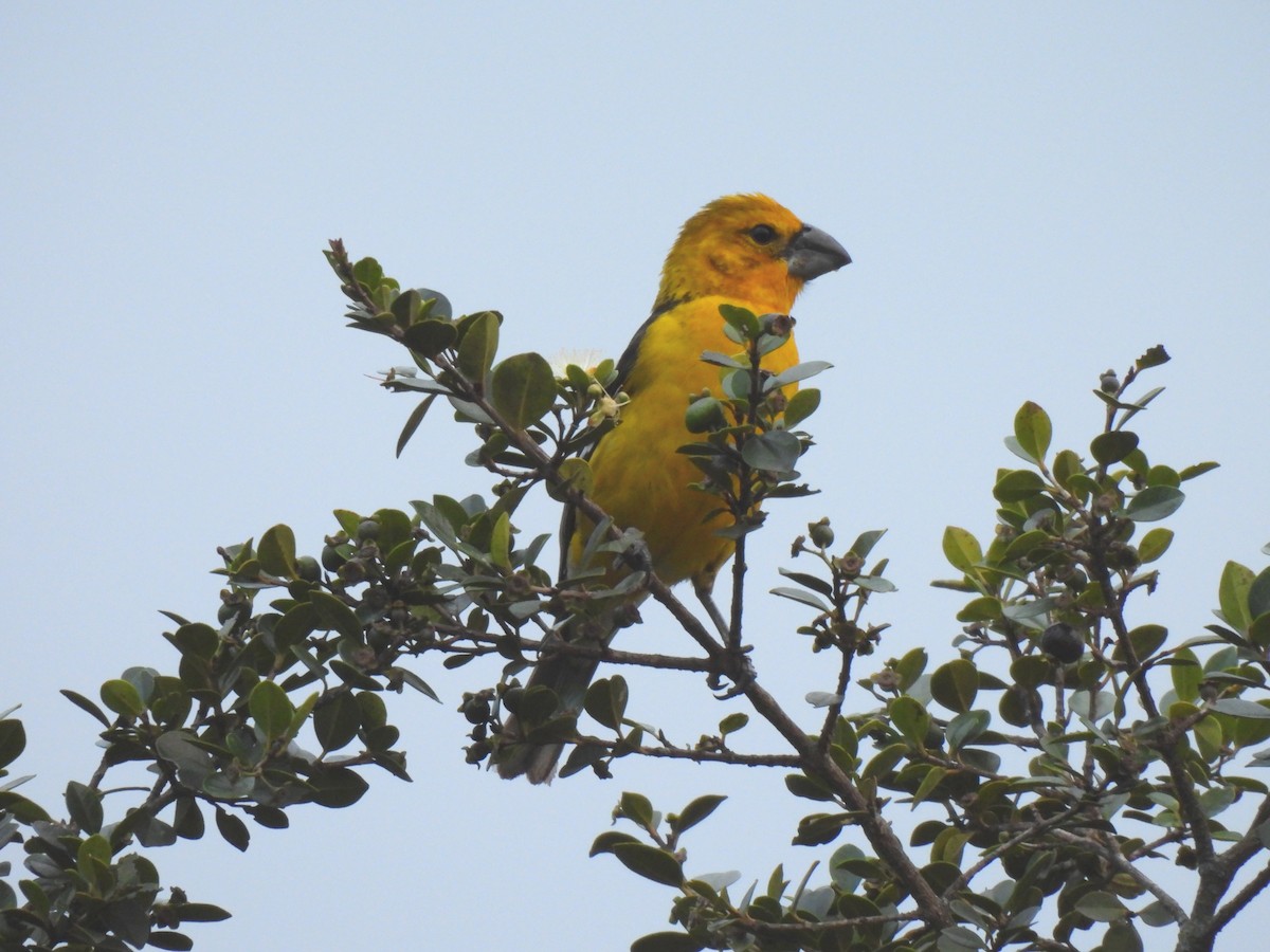 Golden Grosbeak - ML643857605