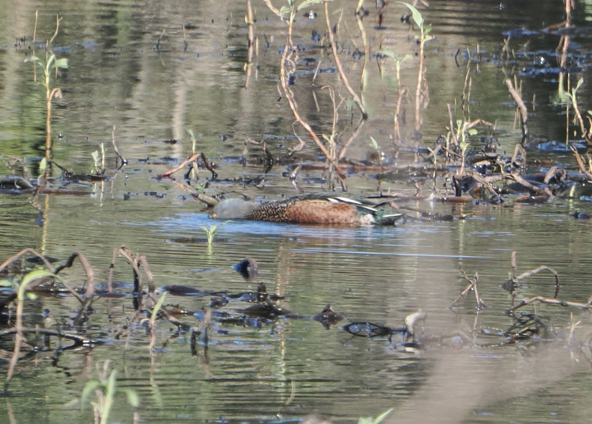 Australasian Shoveler - ML643857616