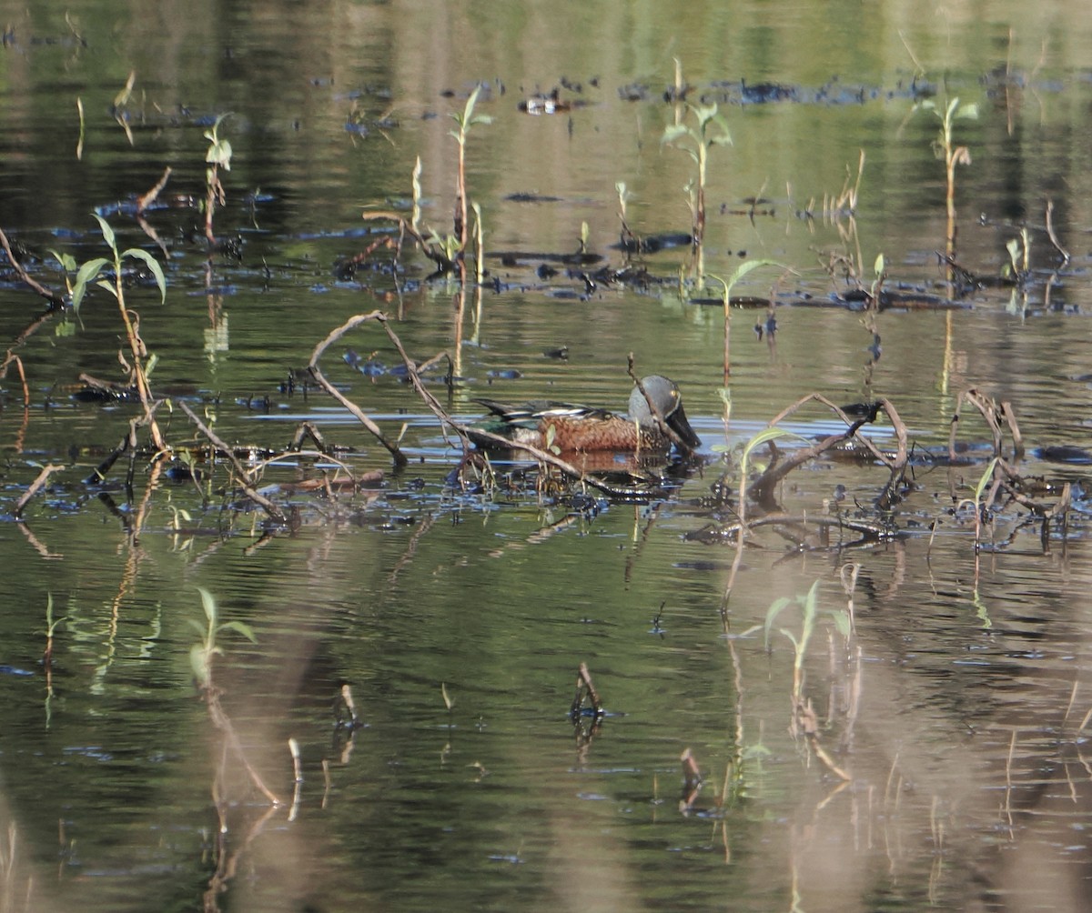 Australasian Shoveler - ML643857617