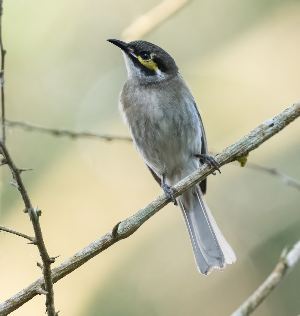 Yellow-faced Honeyeater - ML643857630