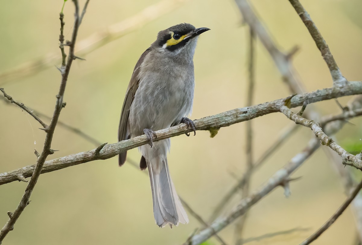 Yellow-faced Honeyeater - ML643857631