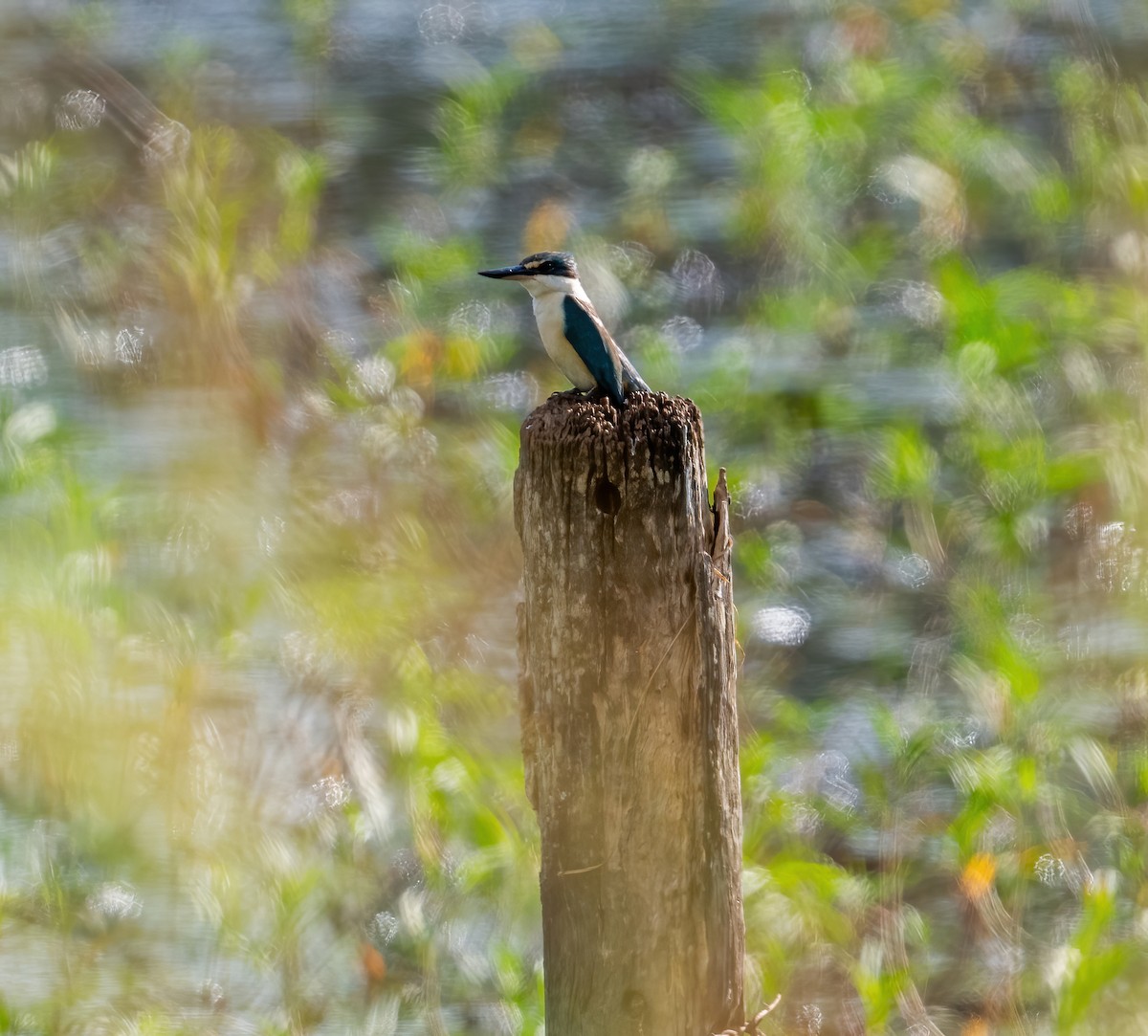 Sacred Kingfisher - ML643857636