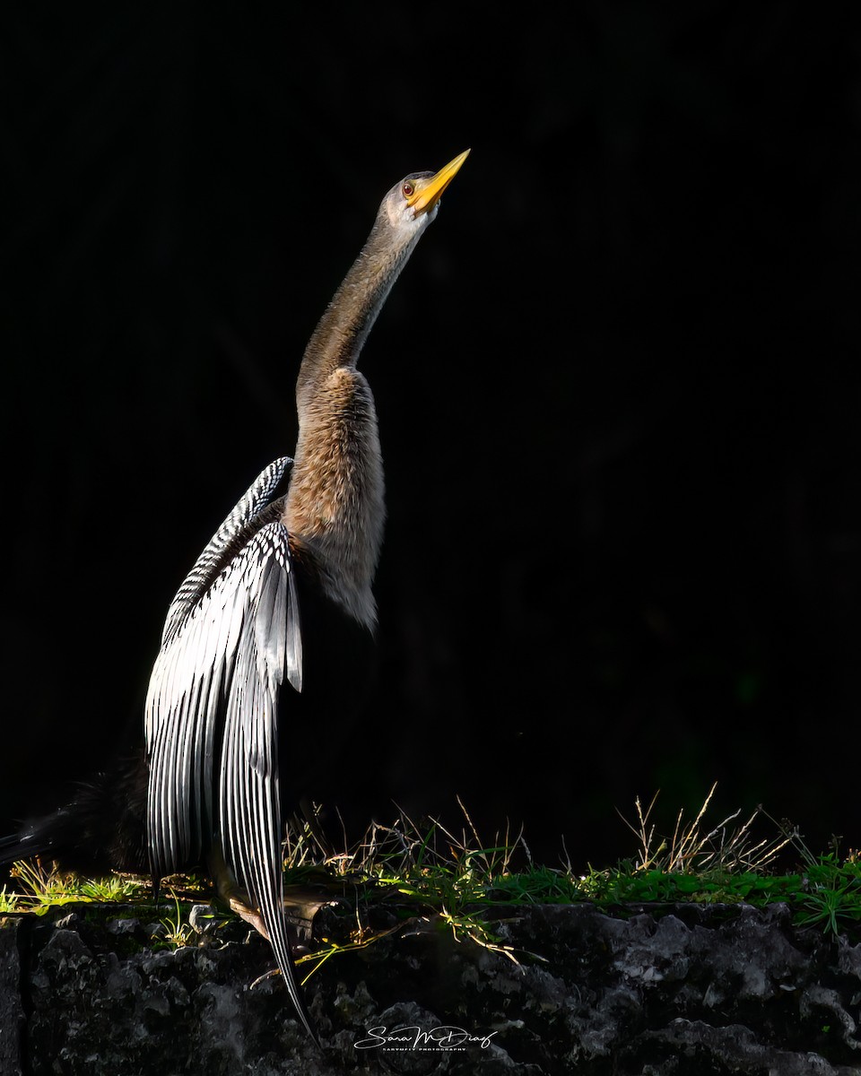 Anhinga - ML643857650