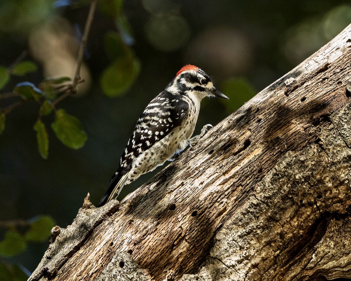 Nuttall's Woodpecker - ML643857674