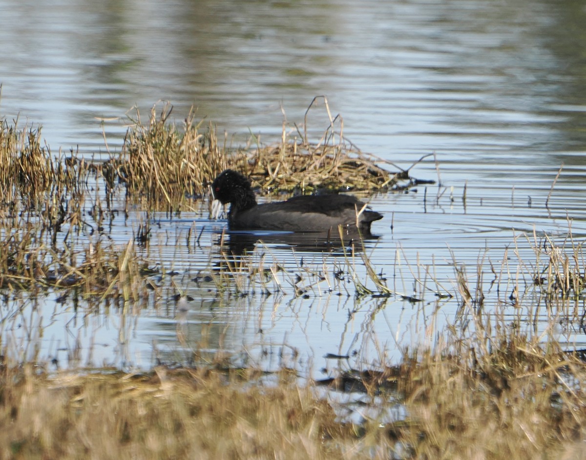 Eurasian Coot - ML643857690