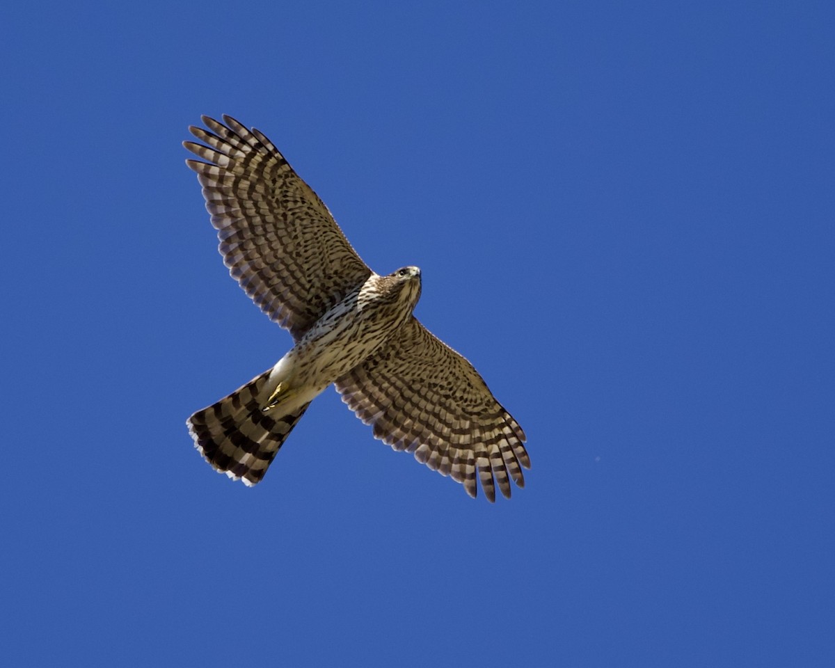 Cooper's Hawk - ML643857691