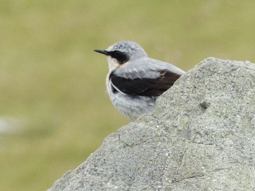 Northern Wheatear (Eurasian) - ML643857713