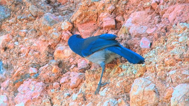 サンタクルスカケス - ML643857714