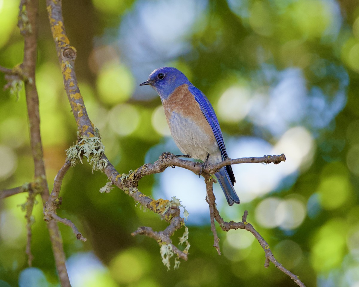 Western Bluebird - ML643857722