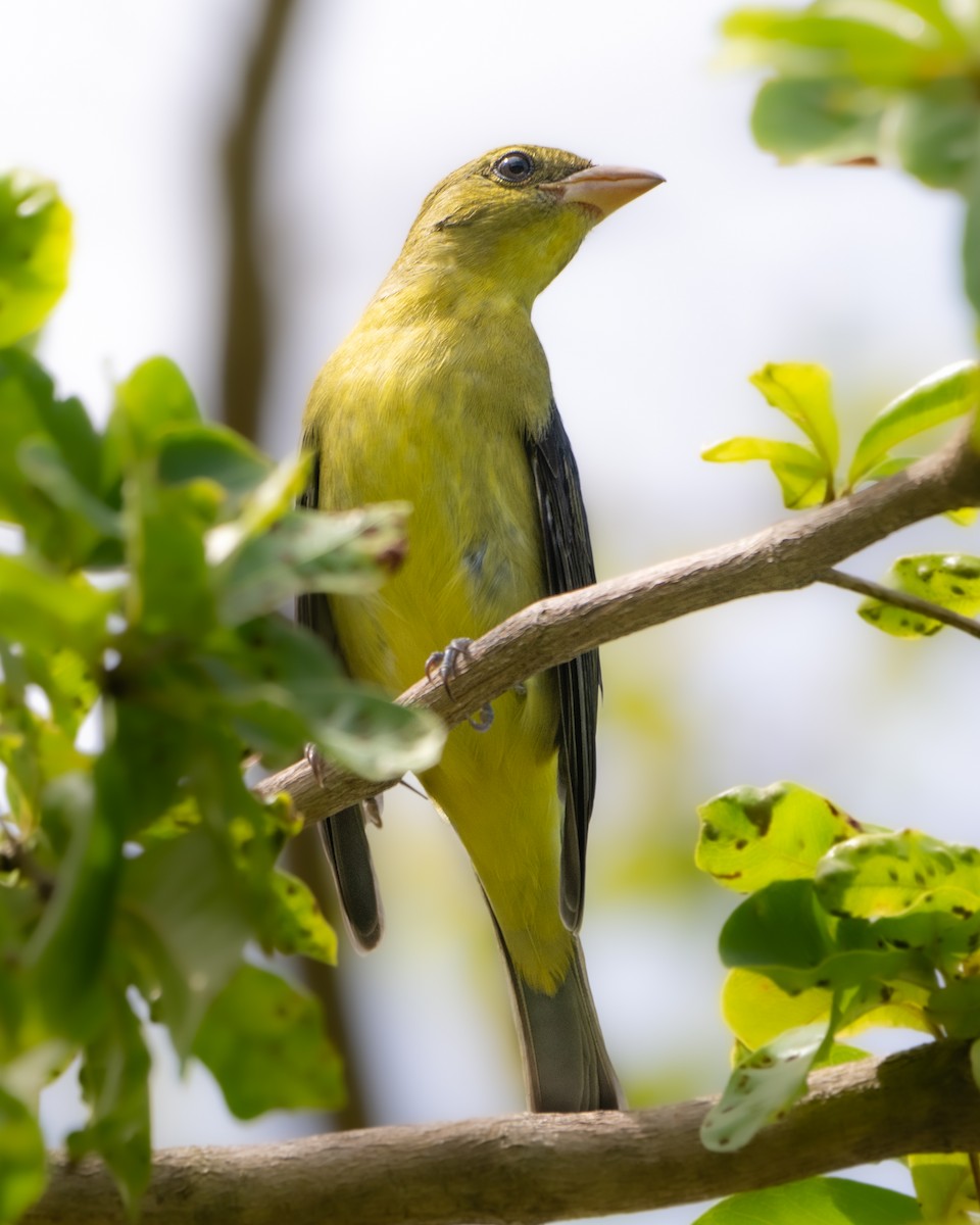 Scarlet Tanager - ML643857733