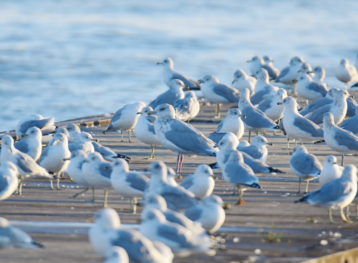 American Herring/Iceland Gull - ML643857756