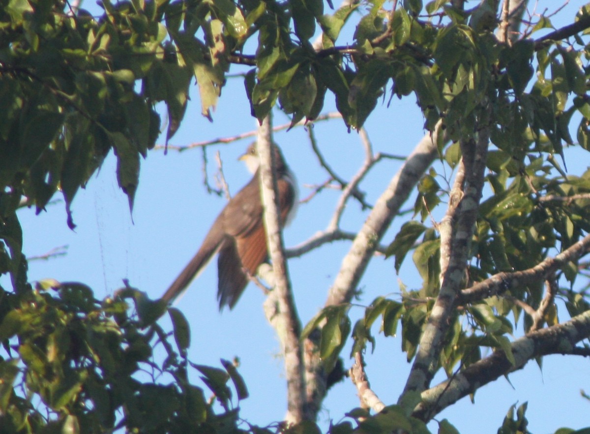 Yellow-billed Cuckoo - ML643857763