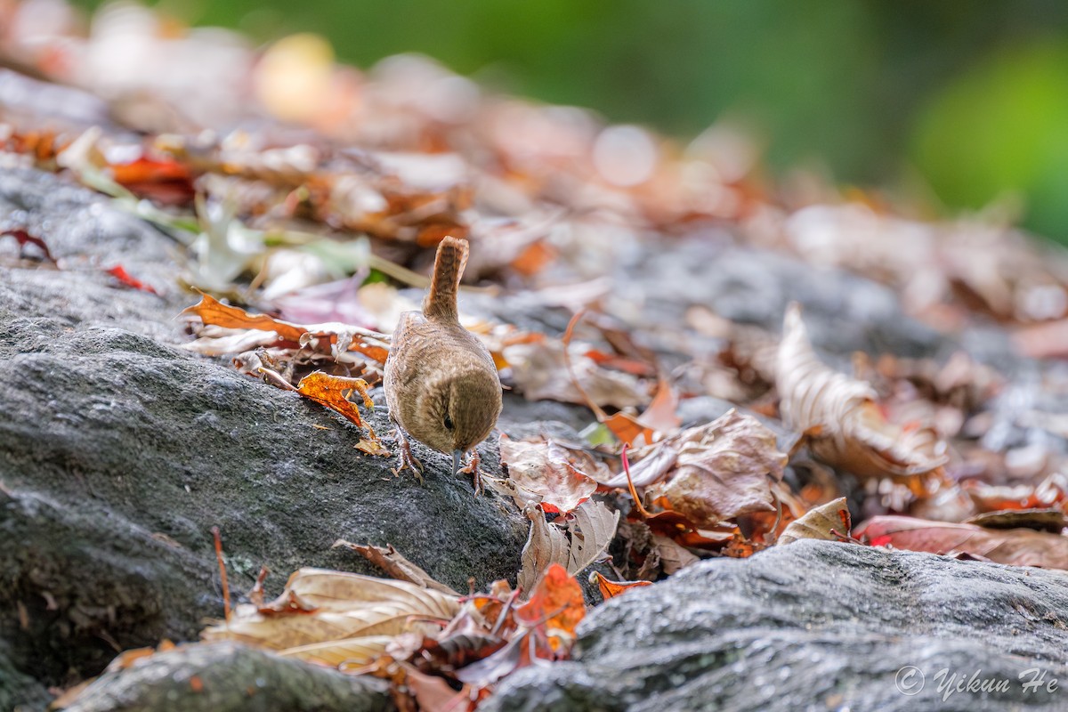 Winter Wren - ML643857765