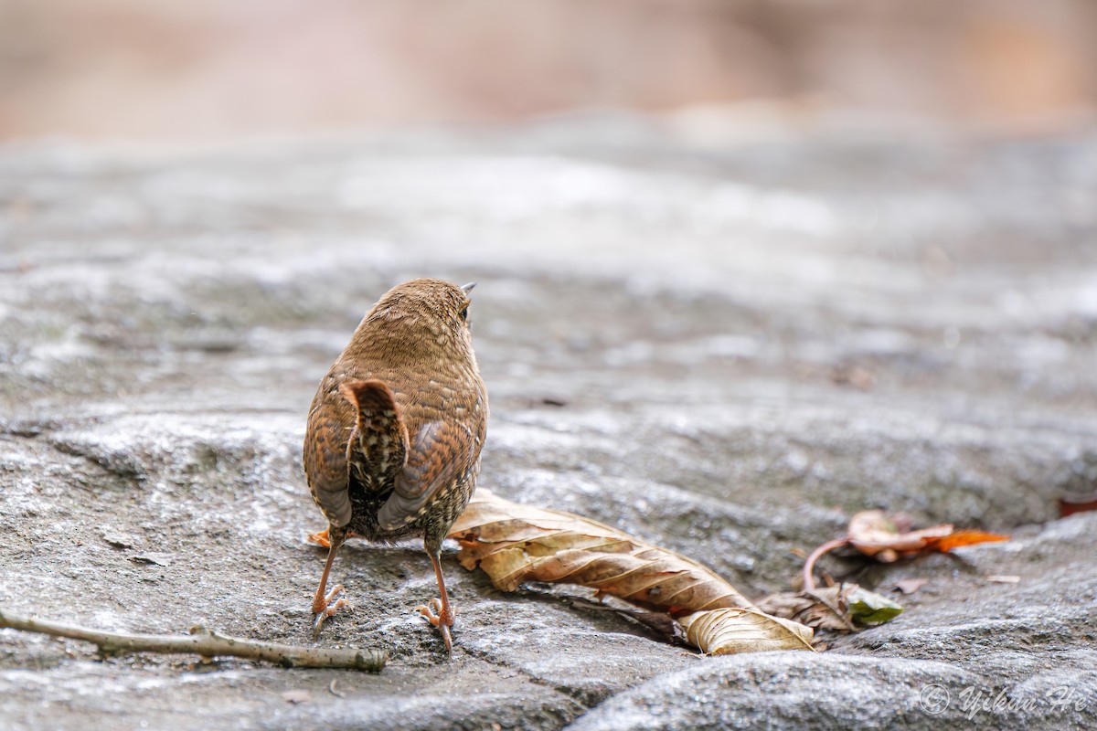 Winter Wren - ML643857770