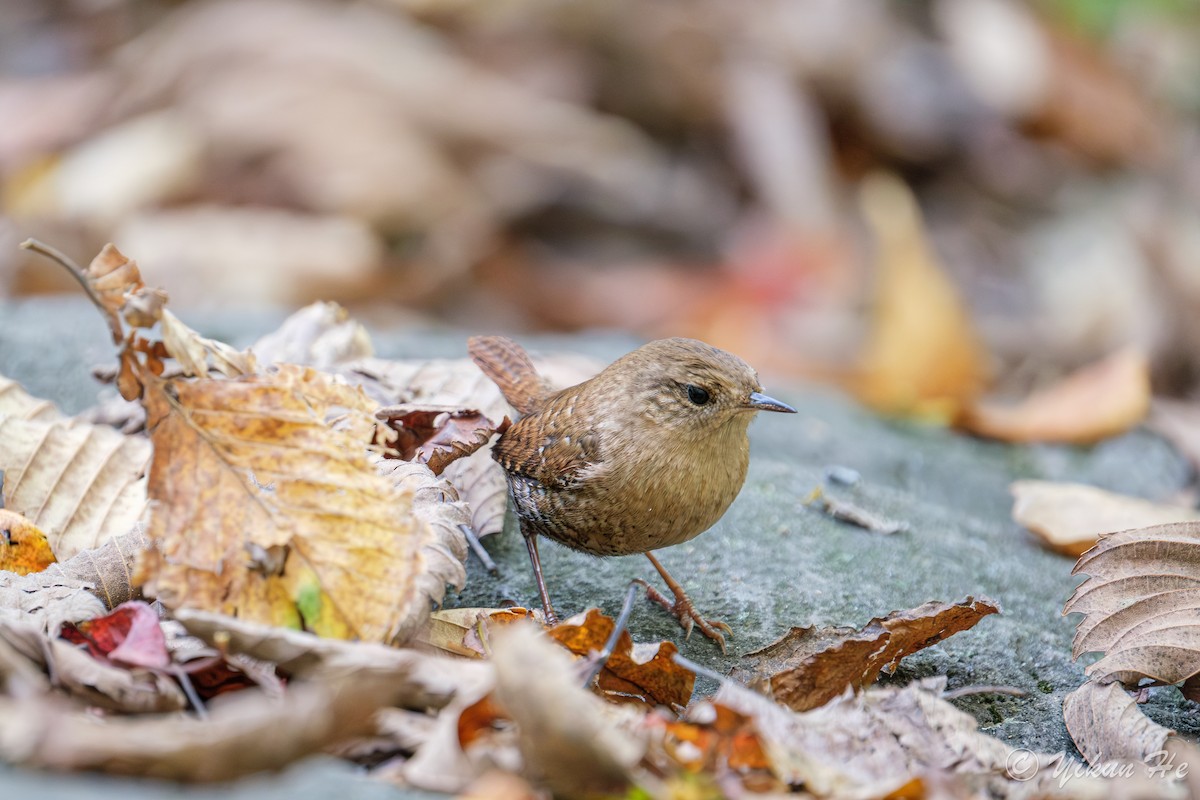 Winter Wren - ML643857772