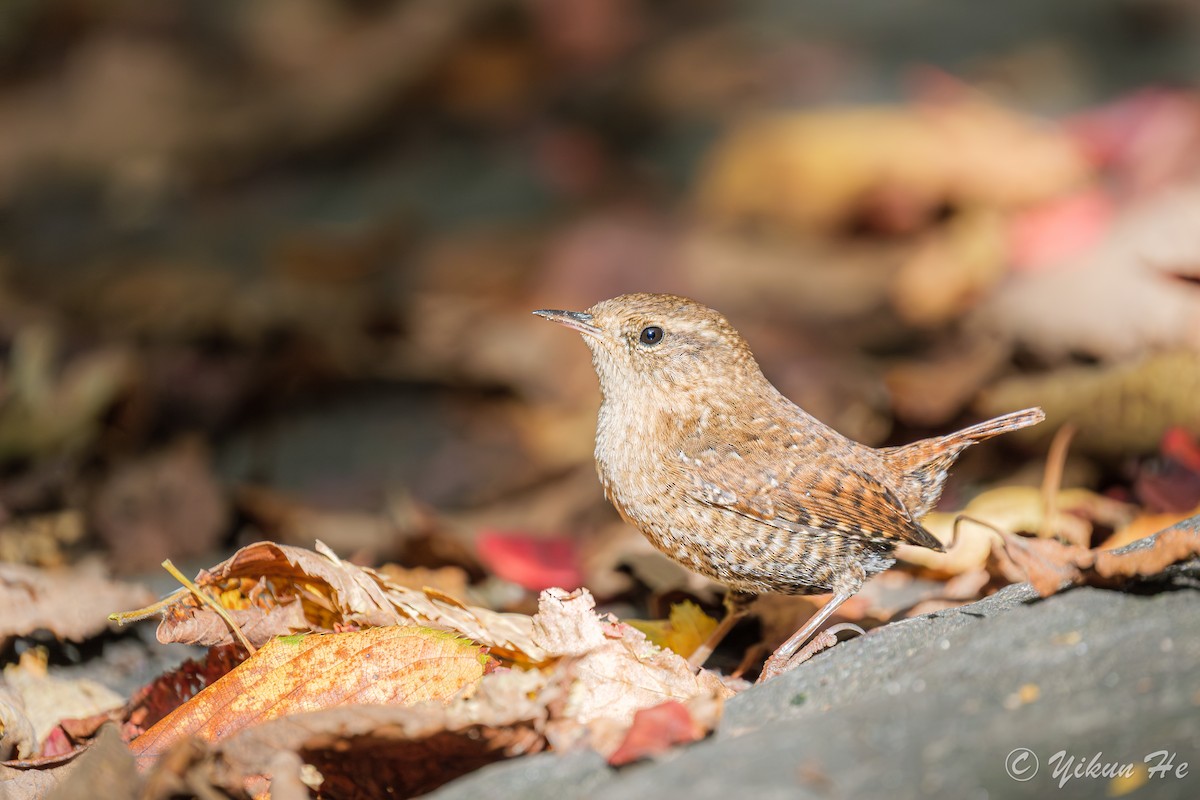 Winter Wren - ML643857773