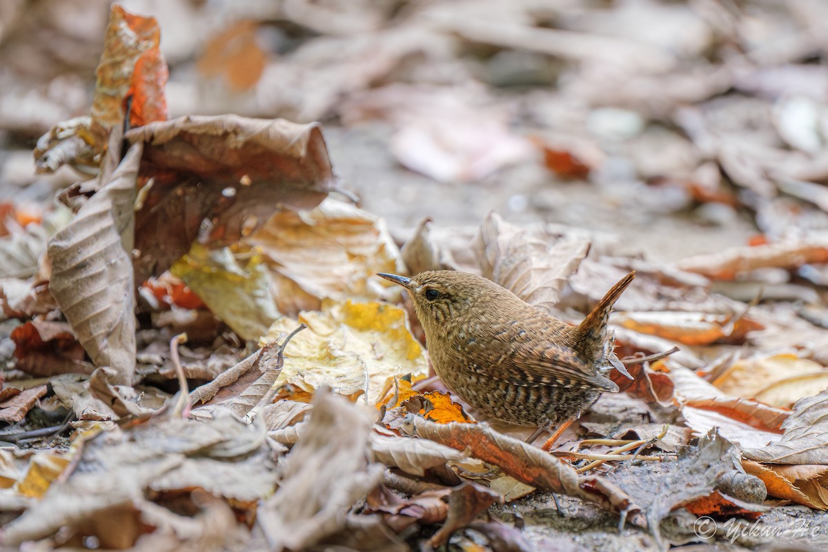 Winter Wren - ML643857774