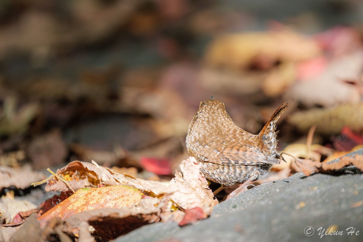 Winter Wren - ML643857775