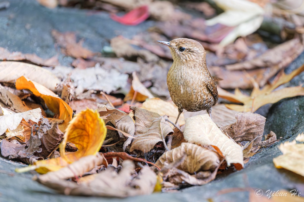 Winter Wren - ML643857776