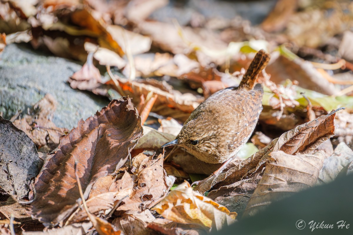 Winter Wren - ML643857778
