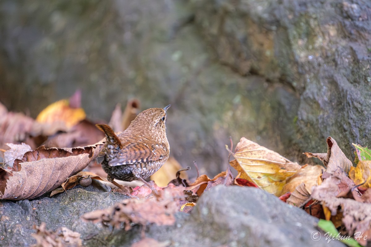 Winter Wren - ML643857779