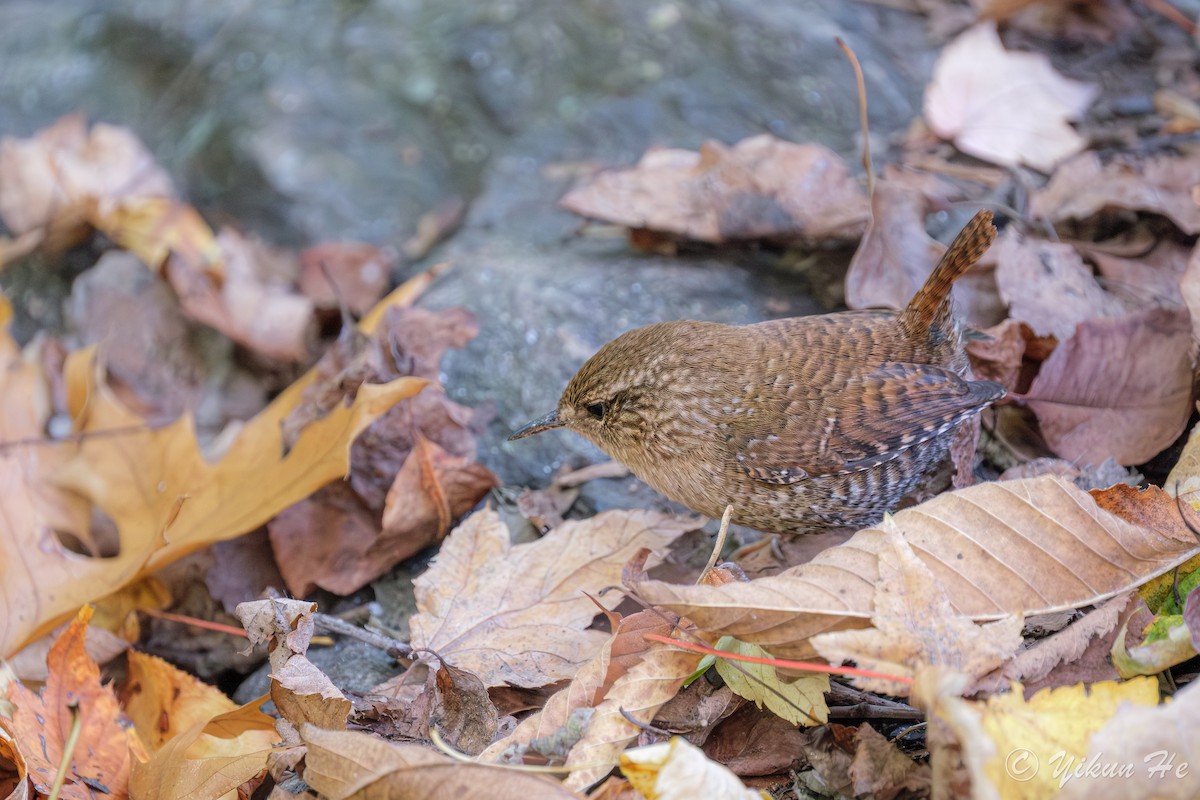 Winter Wren - ML643857780