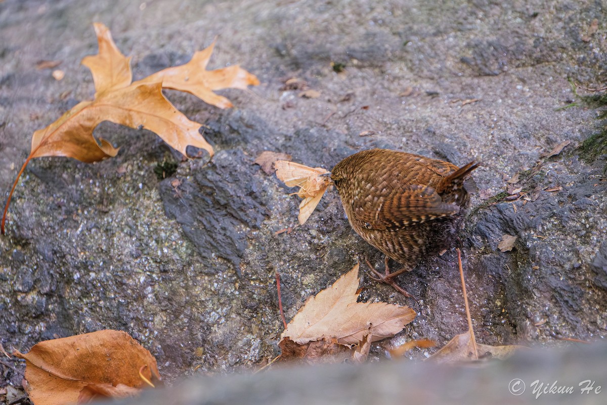 Winter Wren - ML643857781