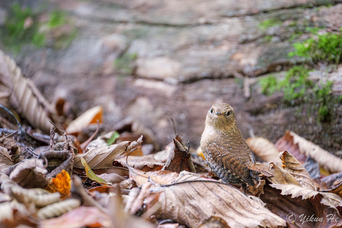 Winter Wren - ML643857783