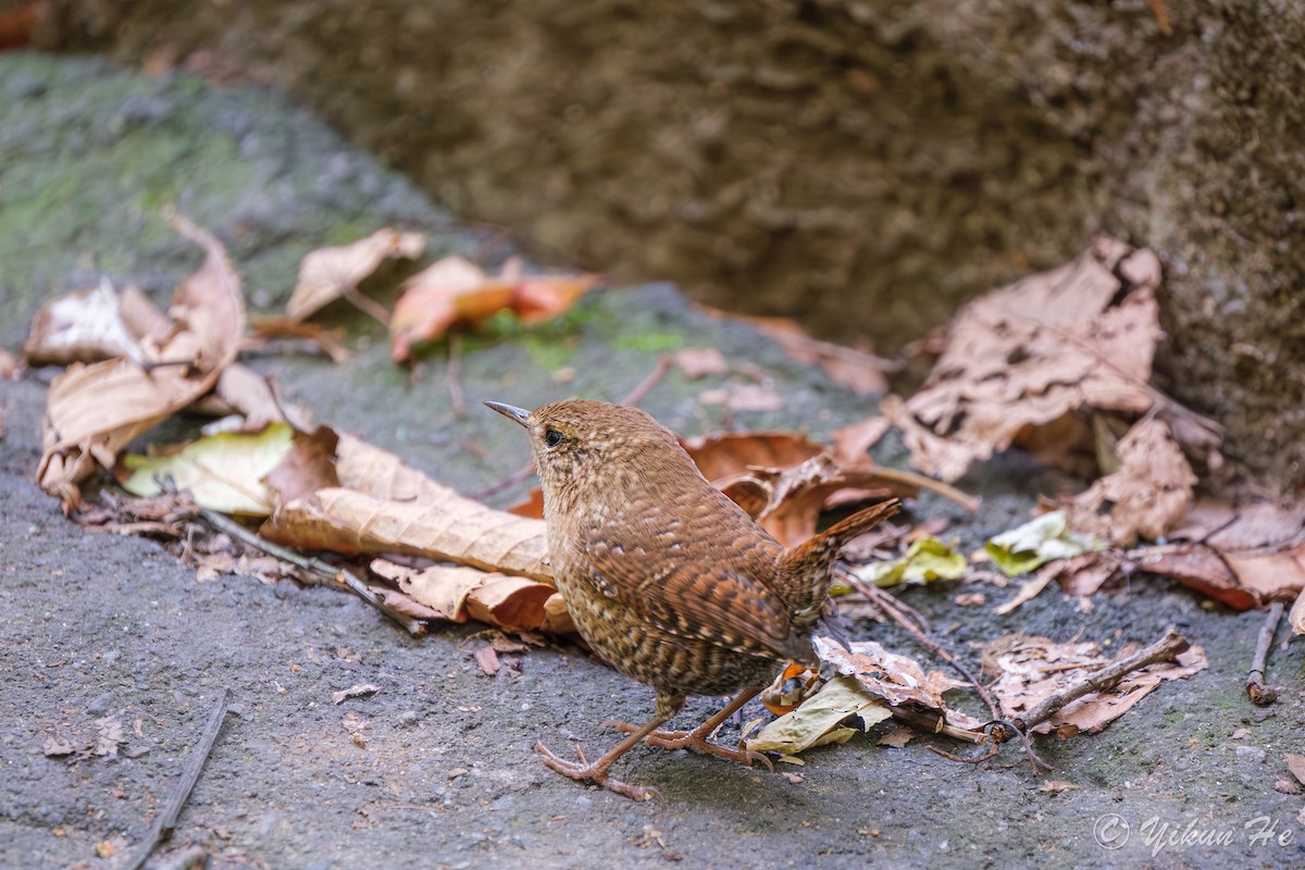 Winter Wren - ML643857787