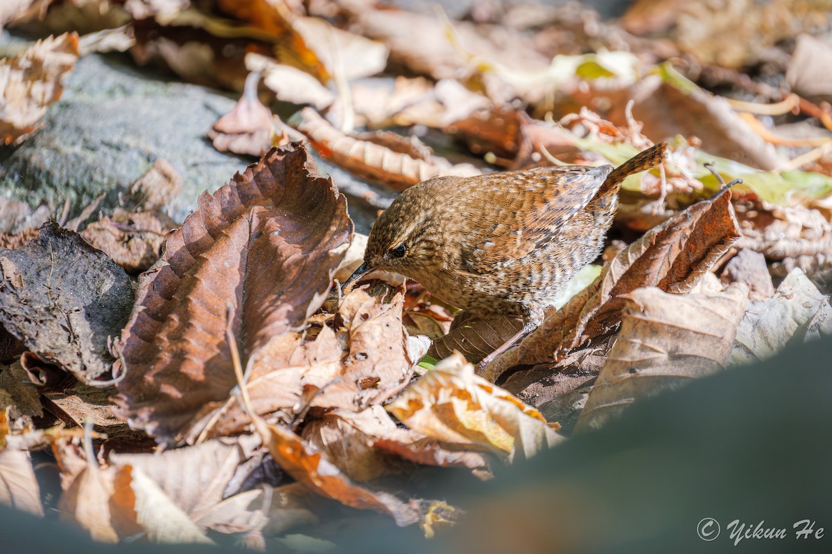 Winter Wren - ML643857789