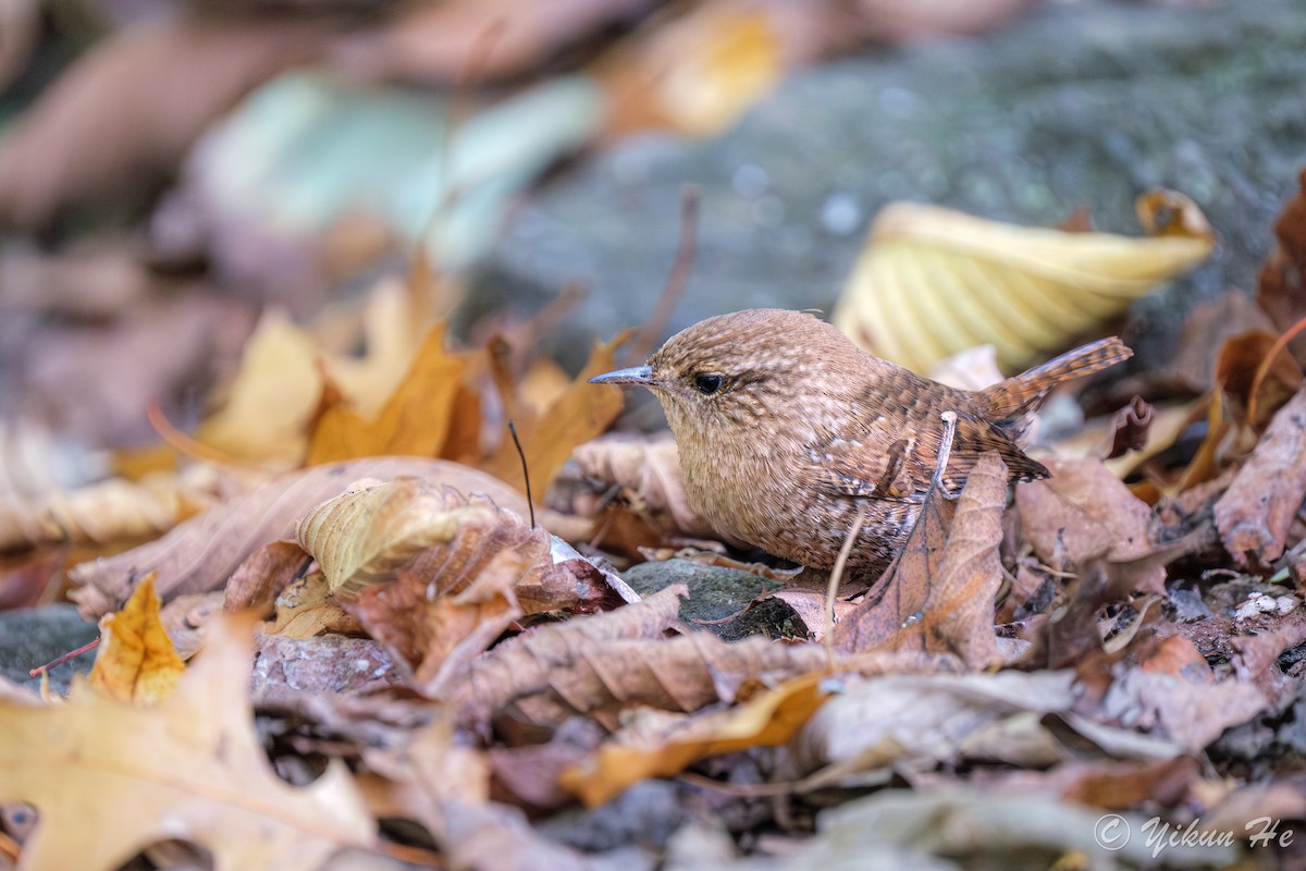 Winter Wren - ML643857790