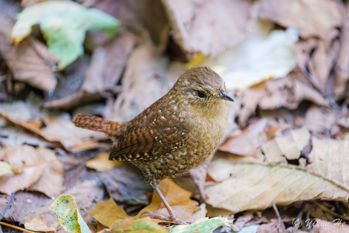 Winter Wren - ML643857791