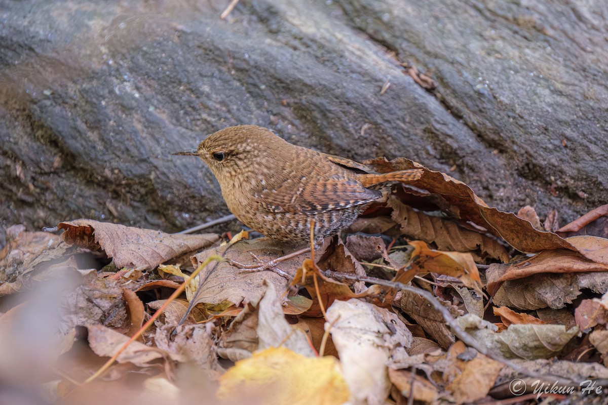 Winter Wren - ML643857792